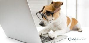 Puppy with glasses working on the computer