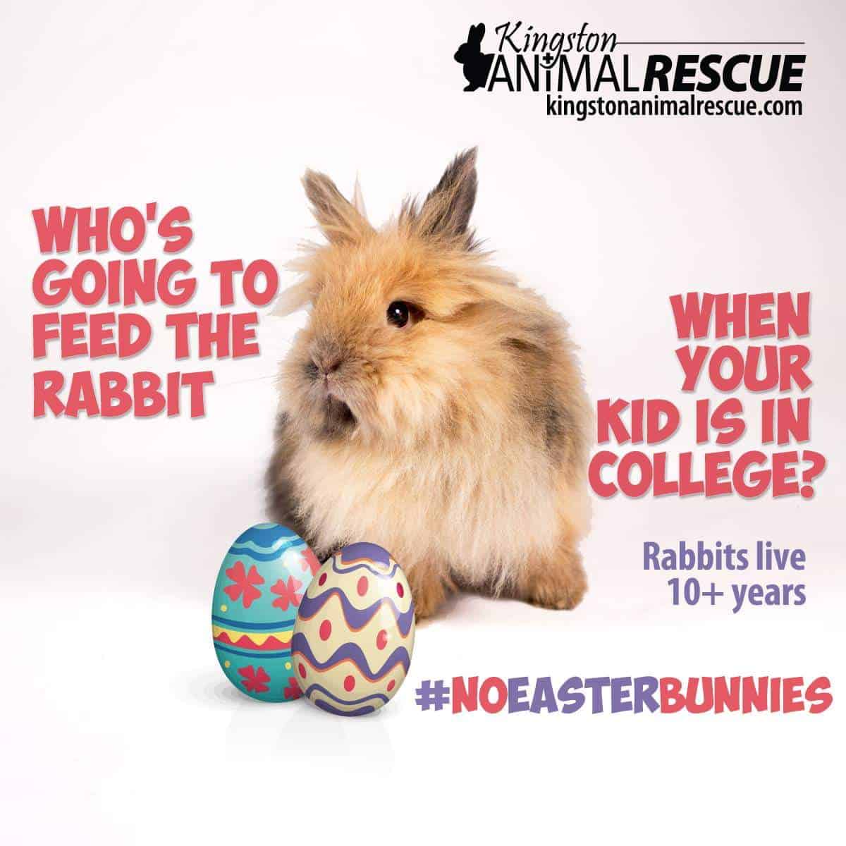 "Who's going to feed the rabbit when your kid is in college. Rabbits live 10+ years"