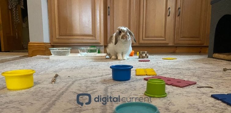 What You Can Learn about Digital Marketing from Rabbits Featured Image