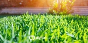Close up photo of a lawn